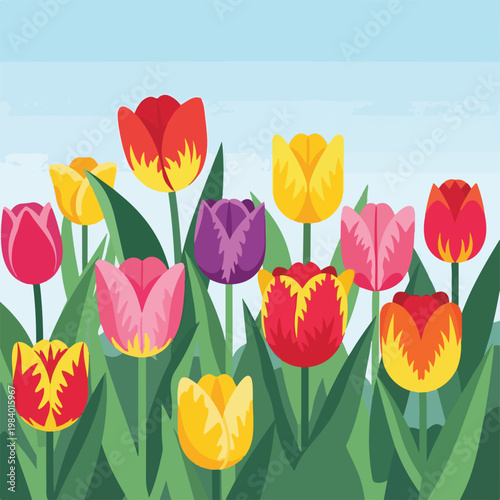 Colorful Tulips in Full Bloom.