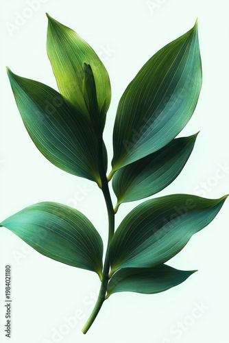 Single green stem with layered broad leaves on a white background, evoking calm, freshness, and elegant simplicity