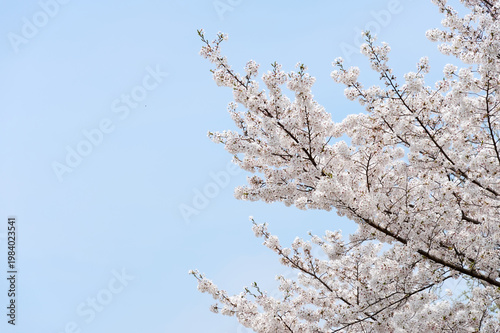 Delicate white cherry blossom (sakura) branches bloom against a clear blue sky, evoking springtime renewal, calm, and natural beauty with soft petals and graceful tree silhouettes.