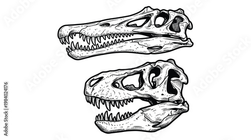Vintage Dinosaur Skulls Set Featuring Tyrannosaurus Rex and Spinosaurus in Detailed Hand Drawn Ink Engraving Style for Scientific and Creative Design Projects