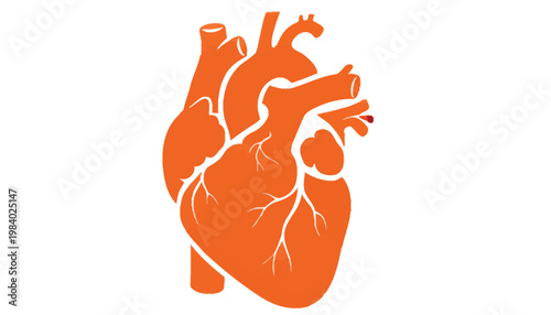 Anatomy Heart, Orange Vector, Medical Icon isolated on White Background