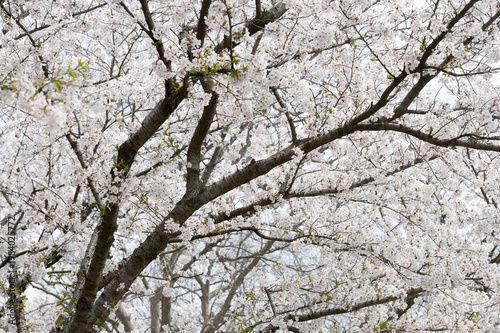 An expansive view of cherry blossom trees in full spring bloom, delicate white-pink petals blanketing branches to create a tranquil, airy scene that evokes renewal, peace, and seasonal beauty.