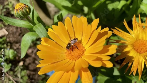 Honey Bee is extracting nector and pollen from Calendula or Marigold yellow flowers