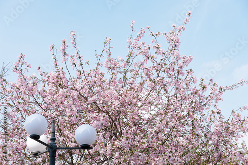 Delicate pink cherry blossoms fill the frame around a vintage lamp post under a crisp blue sky, evoking springtime renewal, peacefulness and soft, romantic outdoor scenery in an urban park.