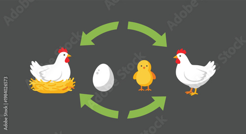 Circular life cycle diagram of a chicken featuring a nesting hen an egg a yellow chick and an adult chicken.