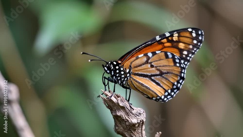 Monarch Butterfly Perched on a Dry Twig With Soft Green Foliage Background