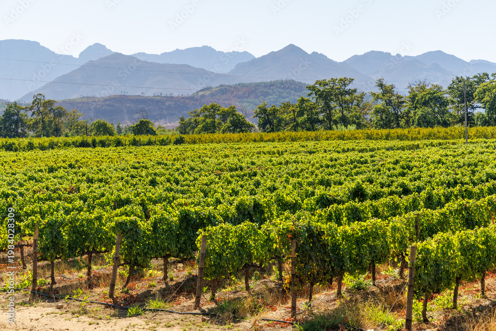 Fototapeta premium Sunlit vineyard rows with mountain backdrop