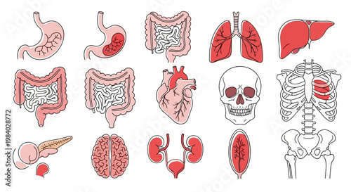 Human anatomy internal organs colored line stickers with skeleton skull heart and digestive system for healthcare
