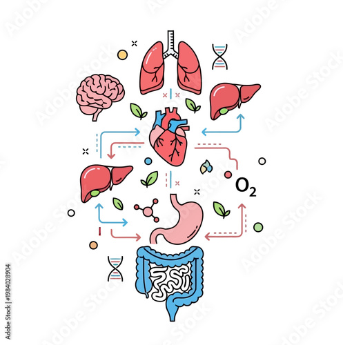Human internal organs infographic design with heart lungs brain and digestive system illustration for medical education