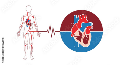 Fotografía Medical diagram of human heart and blood vessels with life line pulse wave for c