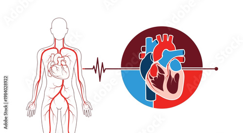 Human circulatory system illustration with heart anatomy cross section and pulse heartbeat line for medical education and science