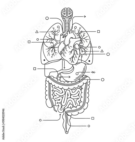 Technical line drawing diagram of human internal organs with schematic callouts for anatomy education and medical illustration
