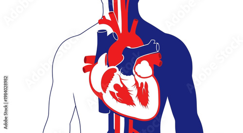 Detailed heart anatomy illustration within human silhouette showing cardiac structure and blood vessels for medical cardiology