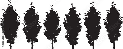 Blooming Yucca Plant Silhouettes