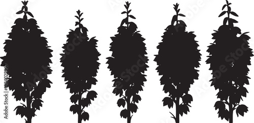 Blooming Yucca Plant Silhouettes