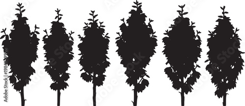 Blooming Yucca Plant Silhouettes
