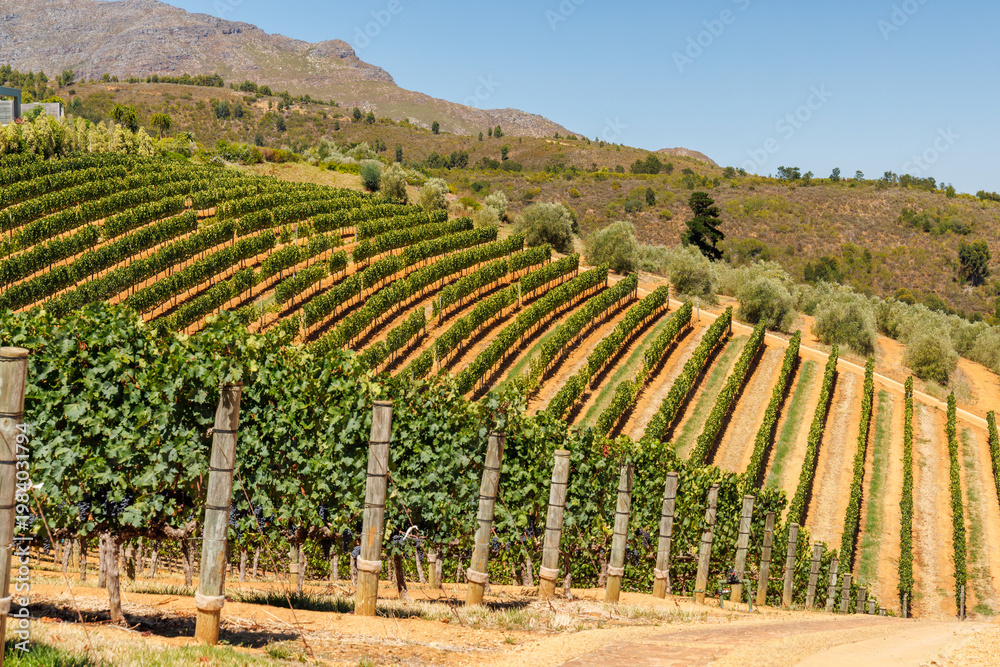 Fototapeta premium Sunlit vineyard rows with mountain backdrop