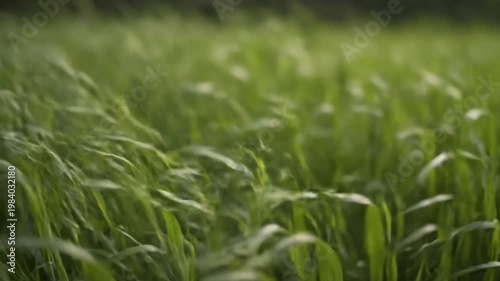 Green wind