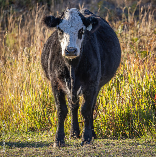 A Black Baldy cow is a crossbreed between a Hereford and an Aberdeen Angus combining good properties of both breeds as it stands and stares in a paddock near Tenterfield in New South Wales, Australia.