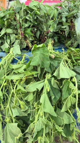 fresh herbs in the market