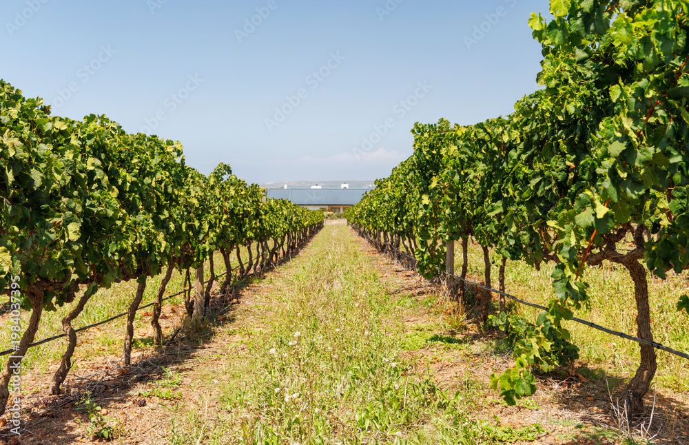 Naklejka premium Sunlit vineyard rows