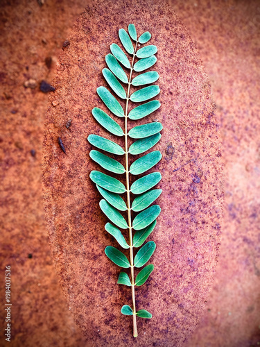 Small leaves of Vegetable Hummingbird,healthy herb on background,
