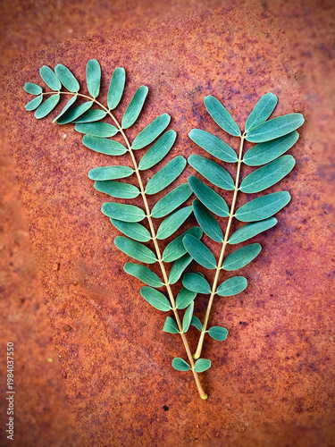 Small leaves of Vegetable Hummingbird,healthy herb on background,