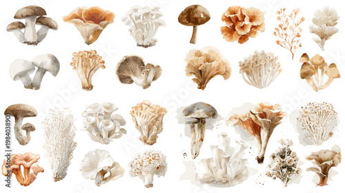 Watercolor mushroom collection with diverse forest fungi species in natural tones, ideal for botanical studies, cooking design, nature guides and organic themed projects.