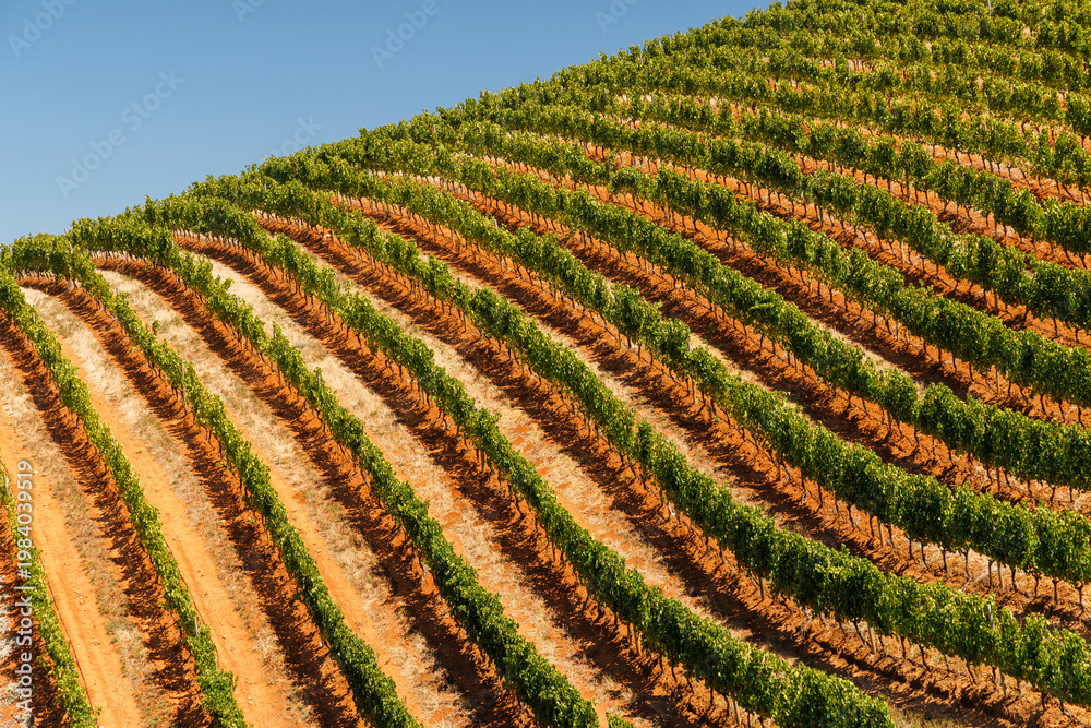 Naklejka premium Sunlit vineyard rows in South Africa