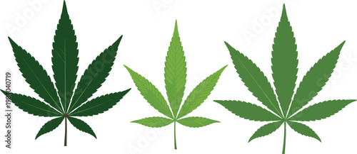 Cannabis leaf vector set with different marijuana leaves variations green shades detailed botanical illustration isolated on white for herbal and medical design use