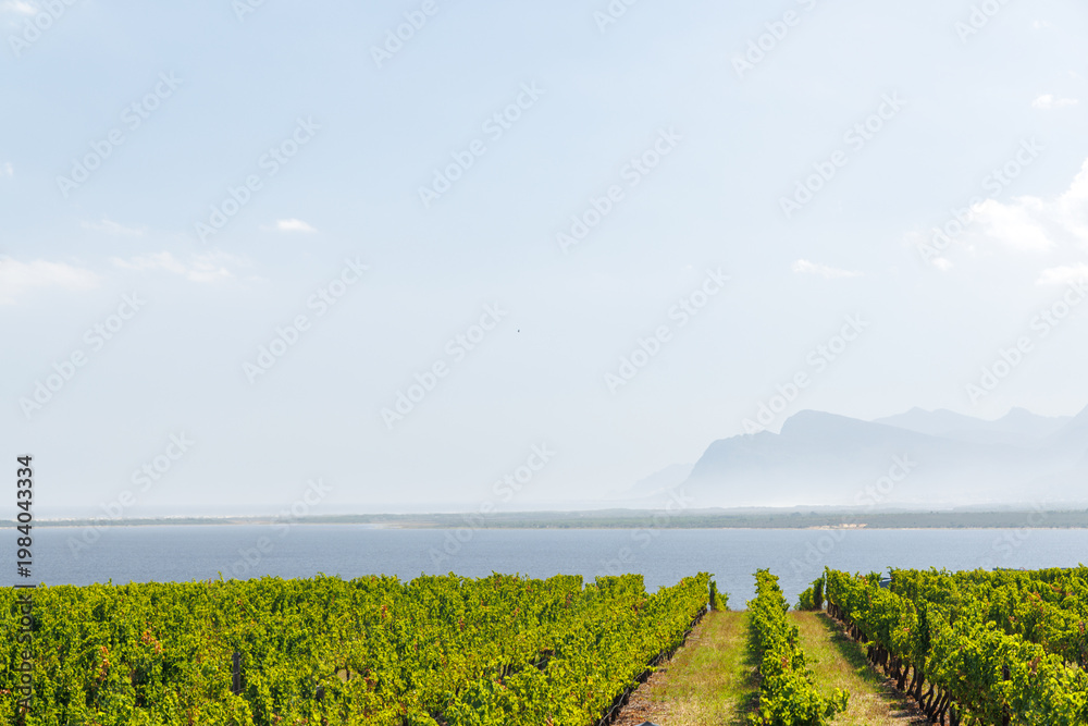 Naklejka premium Sunlit vineyard rows in South Africa