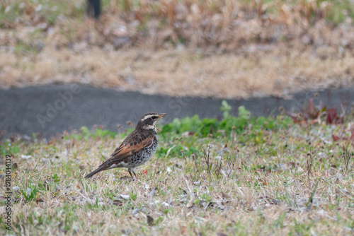 公園にツグミが現れた