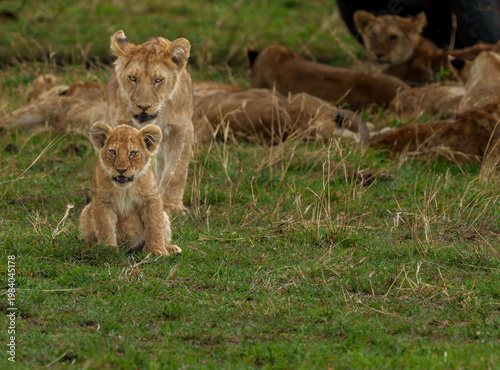 Fotografie A lion cub (Panthera leo) in sharp focus with mother lioness and pride lazing in