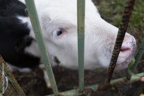 Cow (Bos taurus). A black and white calf with a pink nose reaches for green grass through the green rusty lattice of a metal fence.