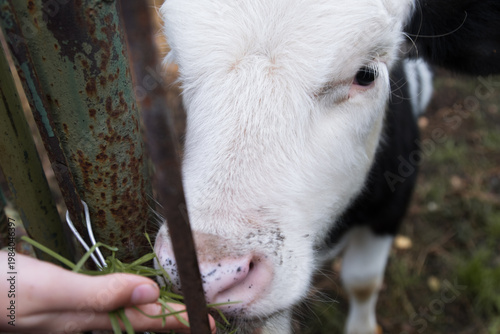 Cow (Bos taurus). Child's hand feeding black and white calf green grass through rusty metal fence, close-up of muzzle.