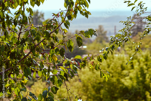 Branches of a tree (Prunus) with green leaves and small red berries close-up against the background of a blurred panoramic landscape with a trumpet.