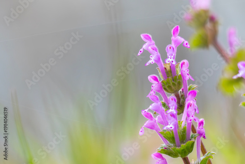 ホトケノザのズームアップ