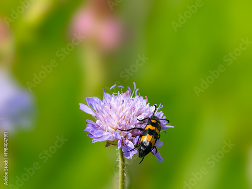 Foto Beetle on flower macro pollinator biodiversity nature concept