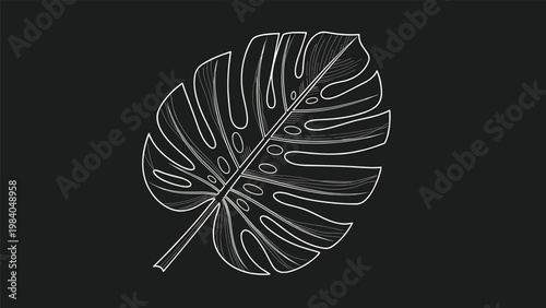 Elegant white line art drawing of a single monstera deliciosa leaf with intricate vein details is set against a dark background.
