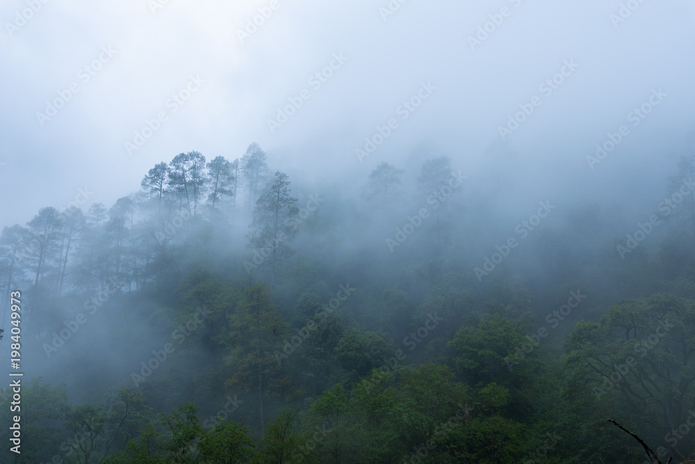 Fototapeta premium A misty forest landscape with trees shrouded in fog on a cloudy day
