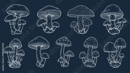 Detailed sketches of various mushroom species in a white line art style on a dark blue background for botanical study.