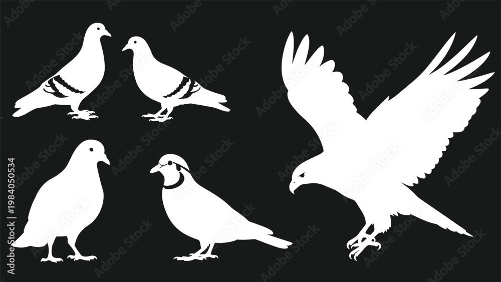 Fototapeta premium White silhouettes of various pigeons and a large hawk in flight against a solid black background showing contrasting bird species.