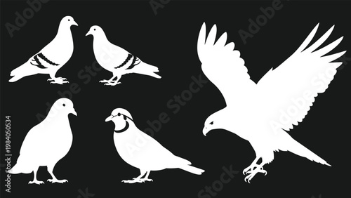 White silhouettes of various pigeons and a large hawk in flight against a solid black background showing contrasting bird species.