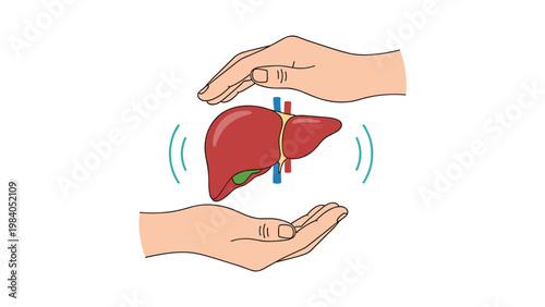 Two hands are positioned to protect and support a detailed anatomical illustration of a human liver on a white background.