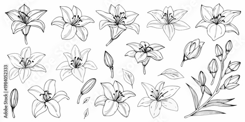 A collection of delicately drawn lily flowers and botanical elements