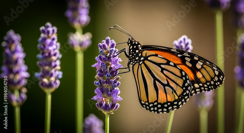Monarch Butterfly on Lavender Flower