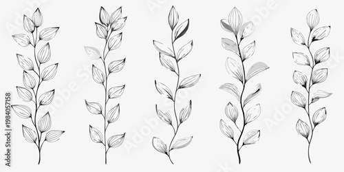 Elegant botanical illustration of four slender leafy plant stems