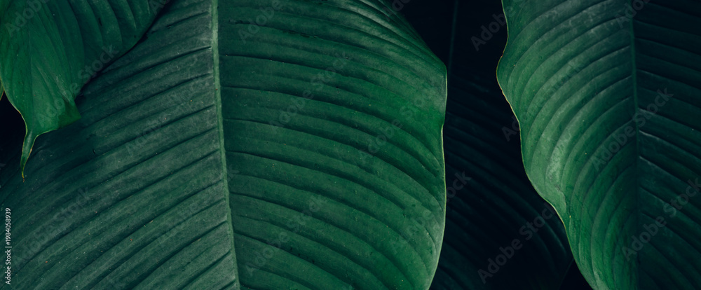Fototapeta premium abstract tropical leaf textures on dark tone, natural green background