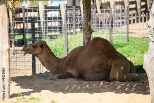 Dromedary camel resting on sand in farm paddock, concept of endurance, adaptation to heat, exotic livestock in rural environment, peaceful summer day at safari park, eco-tourism. Camelus dromedarius