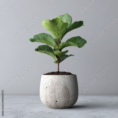 Fiddle leaf fig plant in textured ceramic pot, indoor foliage, botanical